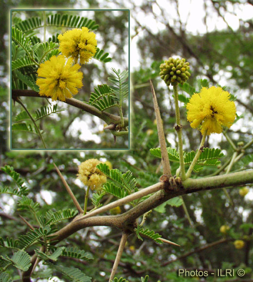 gum arabic tree